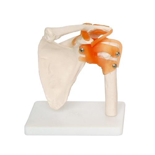 Human Shoulder Joint Anatomical Model with Flexible Ligaments