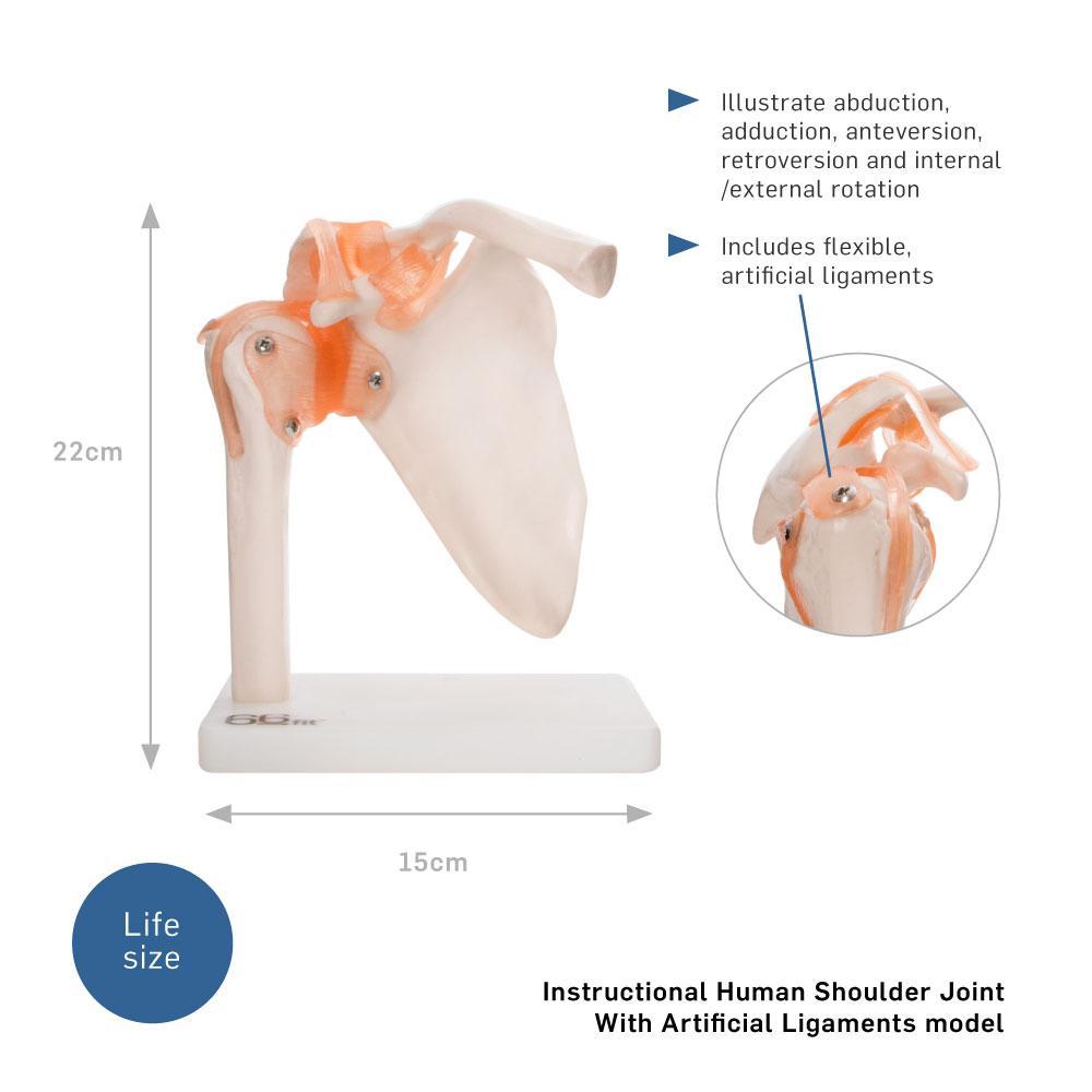 Human Shoulder Joint Anatomical Model with Flexible Ligaments