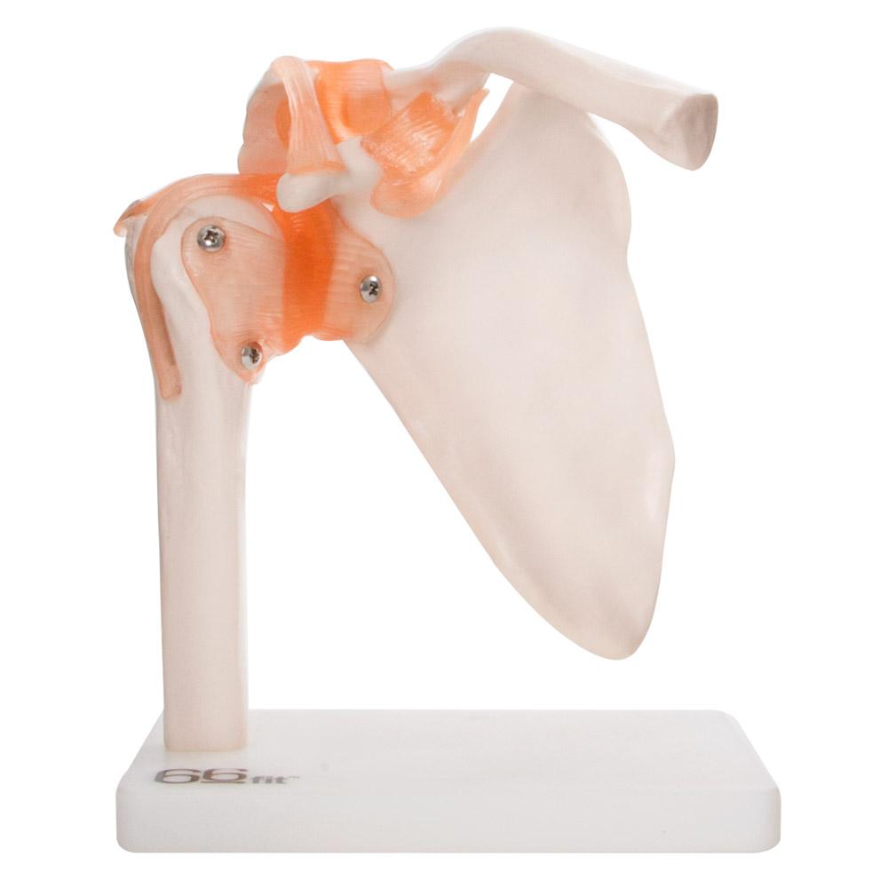 Human Shoulder Joint Anatomical Model with Flexible Ligaments