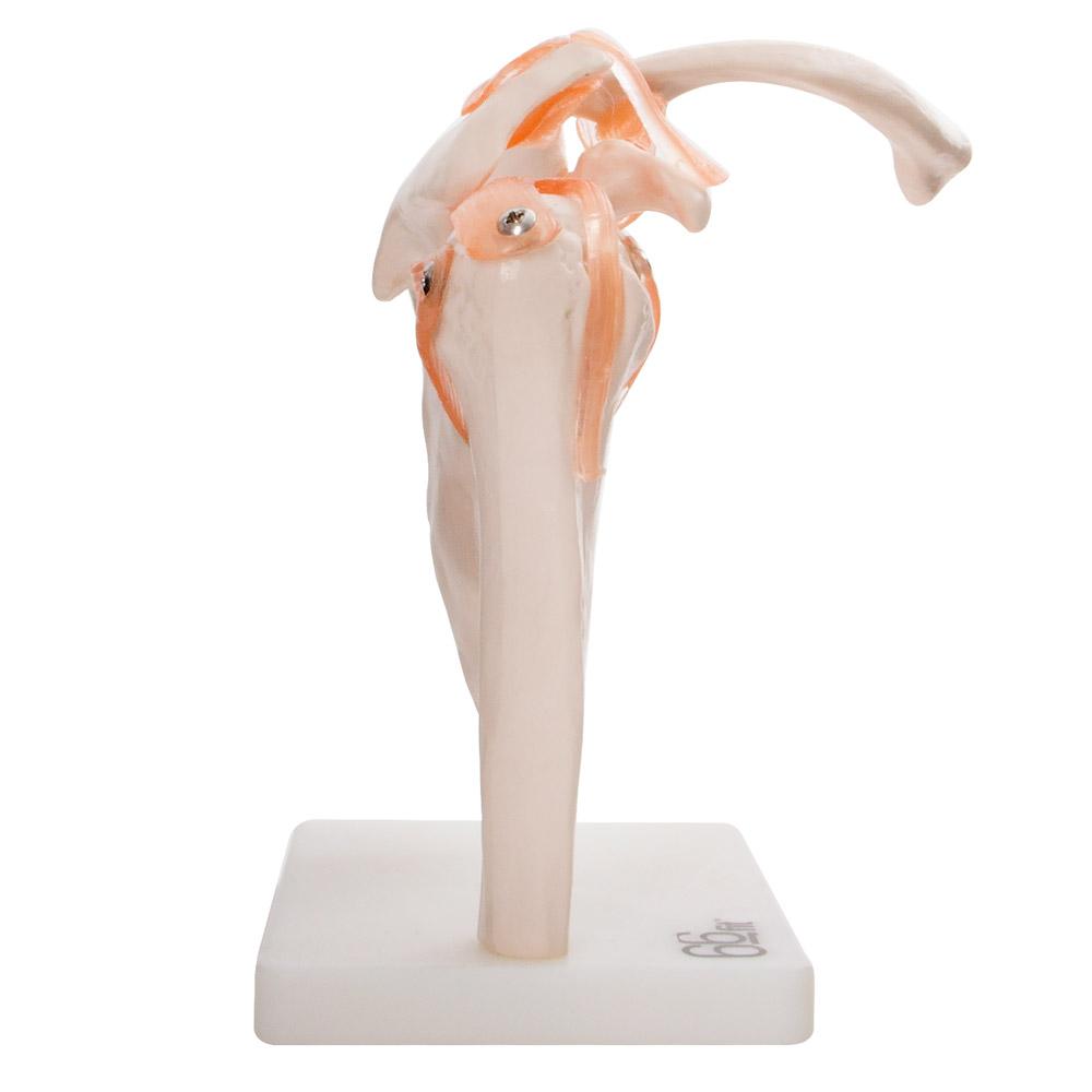 Human Shoulder Joint Anatomical Model with Flexible Ligaments