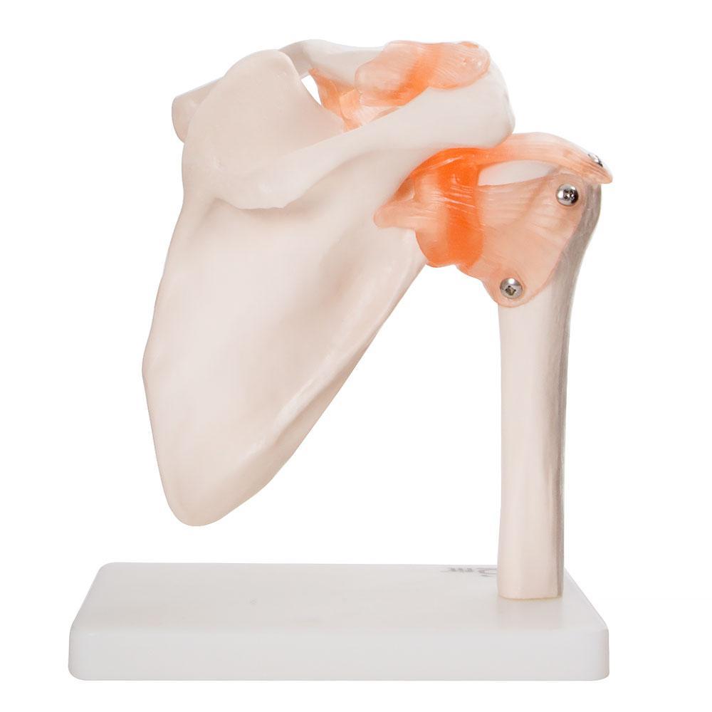 Human Shoulder Joint Anatomical Model with Flexible Ligaments