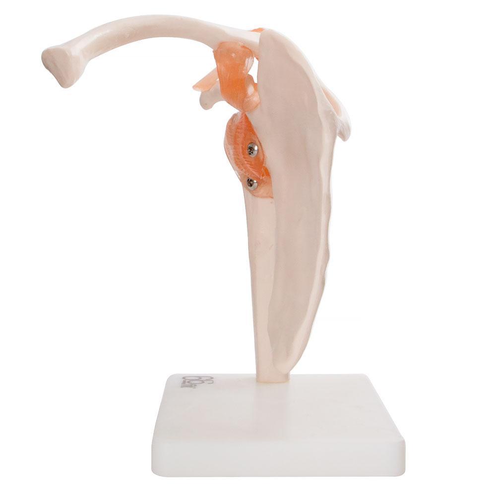 Human Shoulder Joint Anatomical Model with Flexible Ligaments