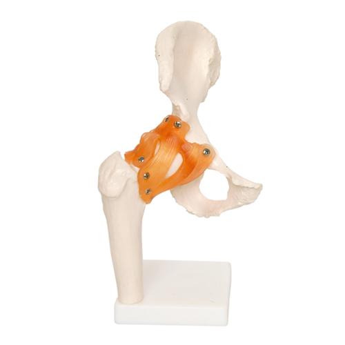 66fit Life-Size Human Hip Joint Anatomical Model — Flexible Ligaments