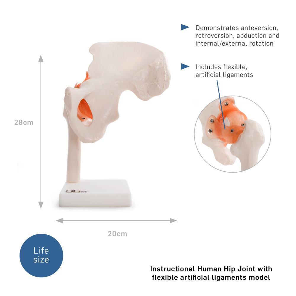 66fit Life-Size Human Hip Joint Anatomical Model — Flexible Ligaments