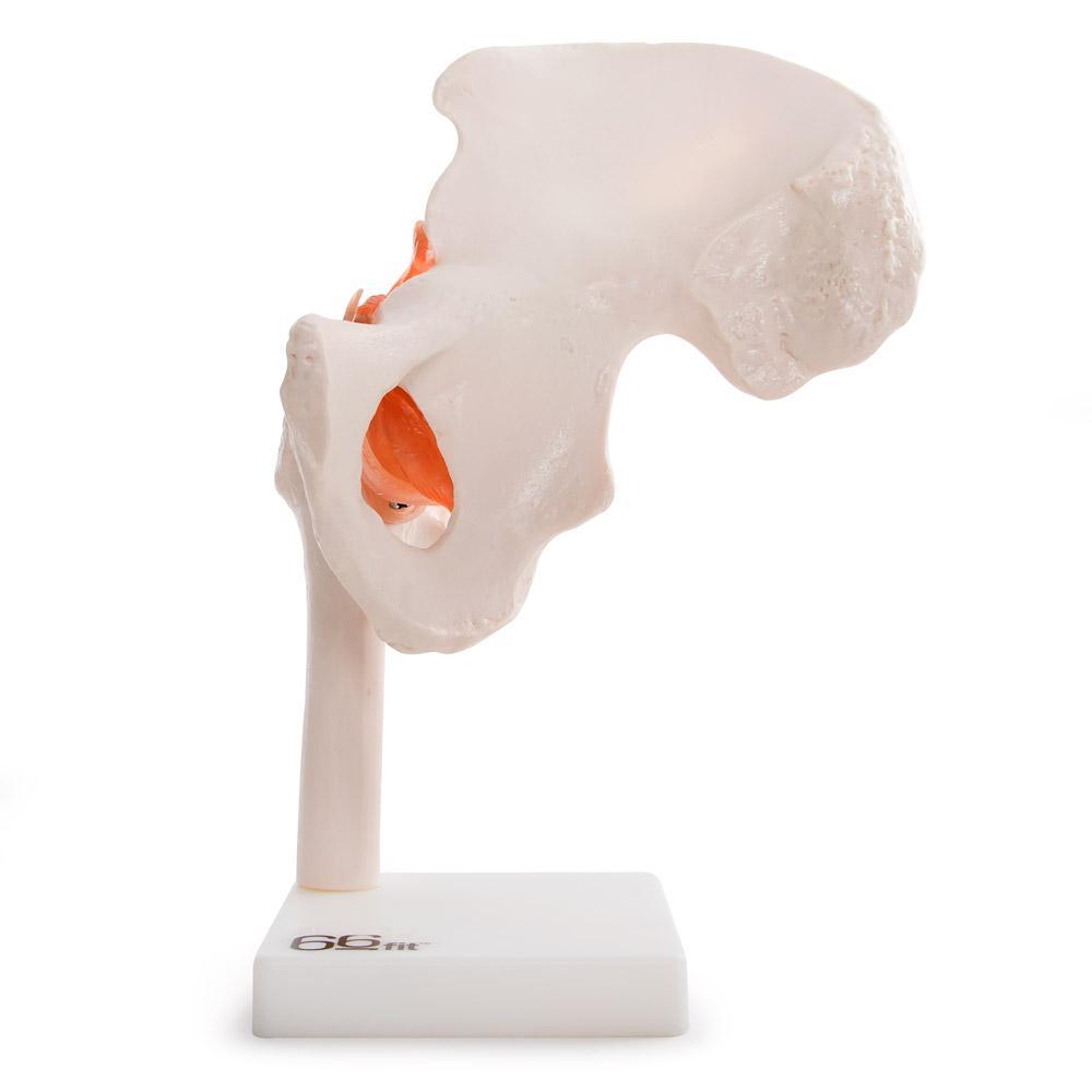 66fit Life-Size Human Hip Joint Anatomical Model — Flexible Ligaments