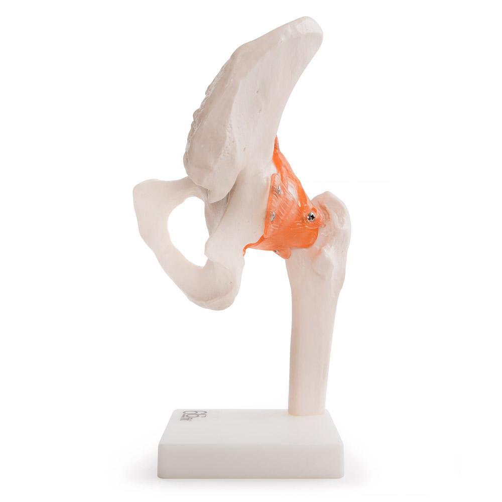 66fit Life-Size Human Hip Joint Anatomical Model — Flexible Ligaments