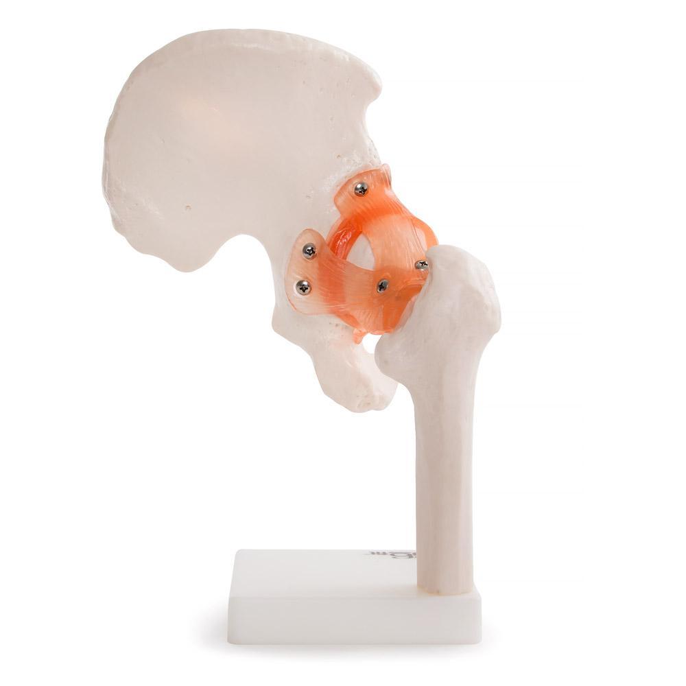 66fit Life-Size Human Hip Joint Anatomical Model — Flexible Ligaments