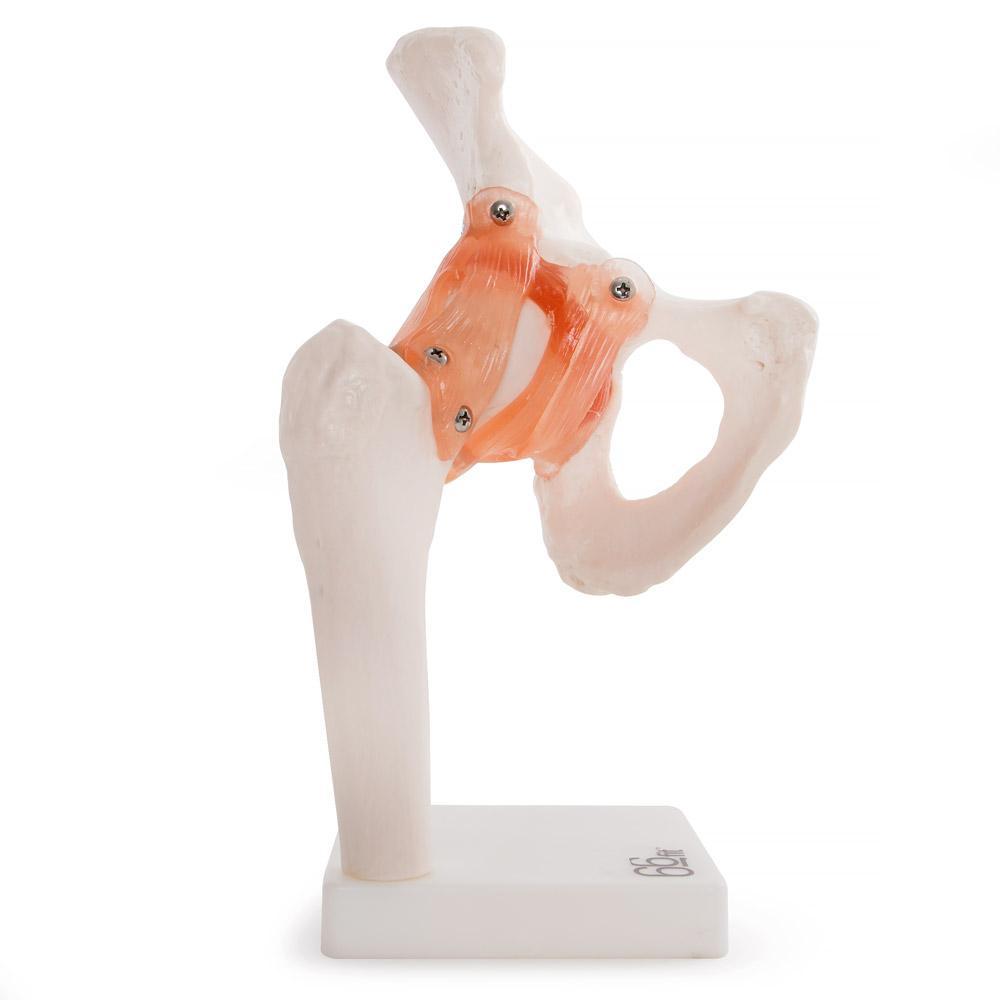 66fit Life-Size Human Hip Joint Anatomical Model — Flexible Ligaments
