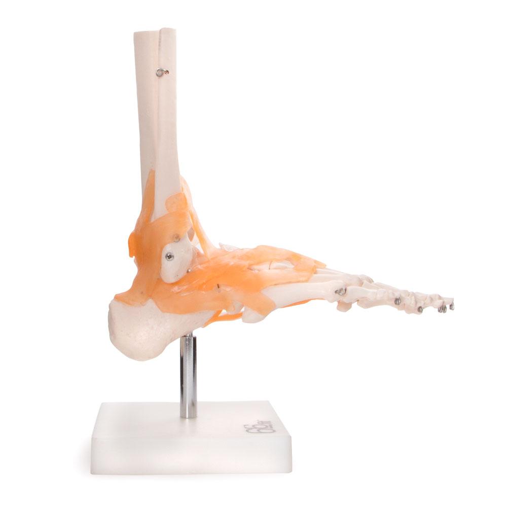 66fit Life-Size Foot Joint Model with Flexible Ligaments – Washable PVC