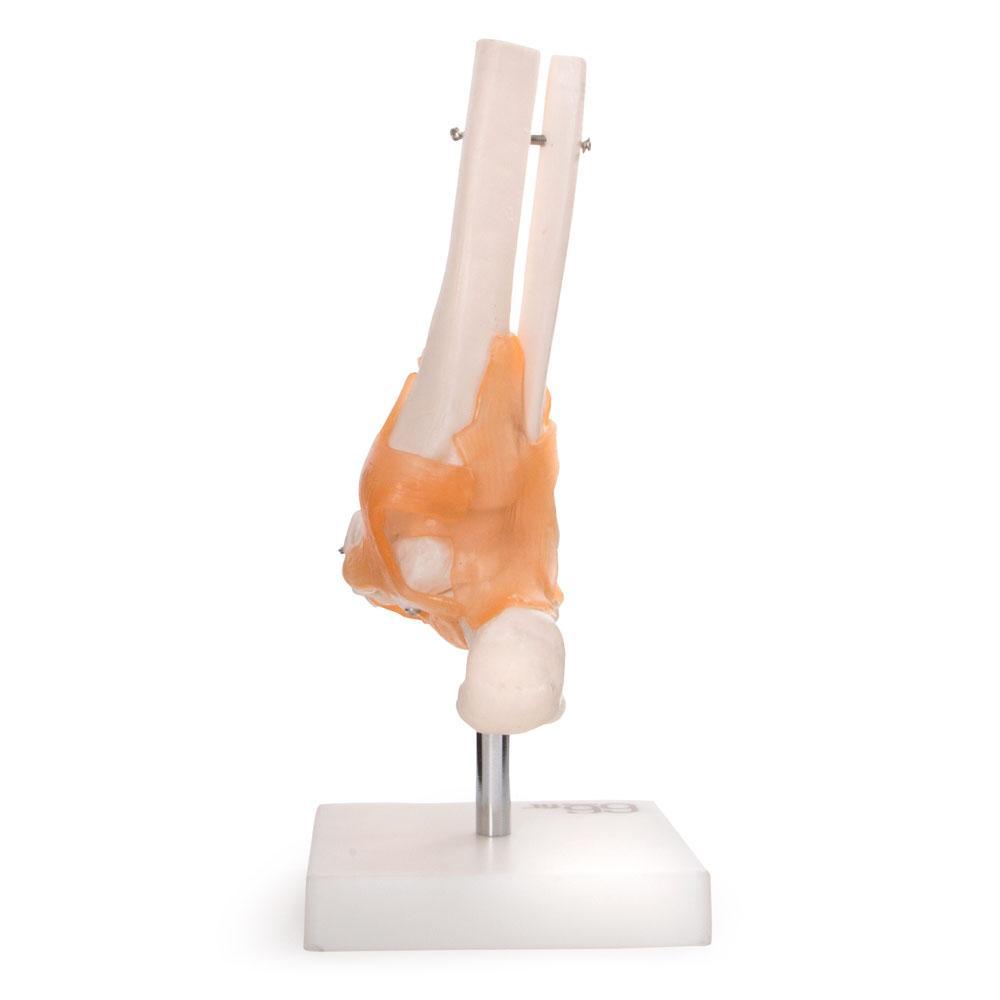 66fit Life-Size Foot Joint Model with Flexible Ligaments – Washable PVC