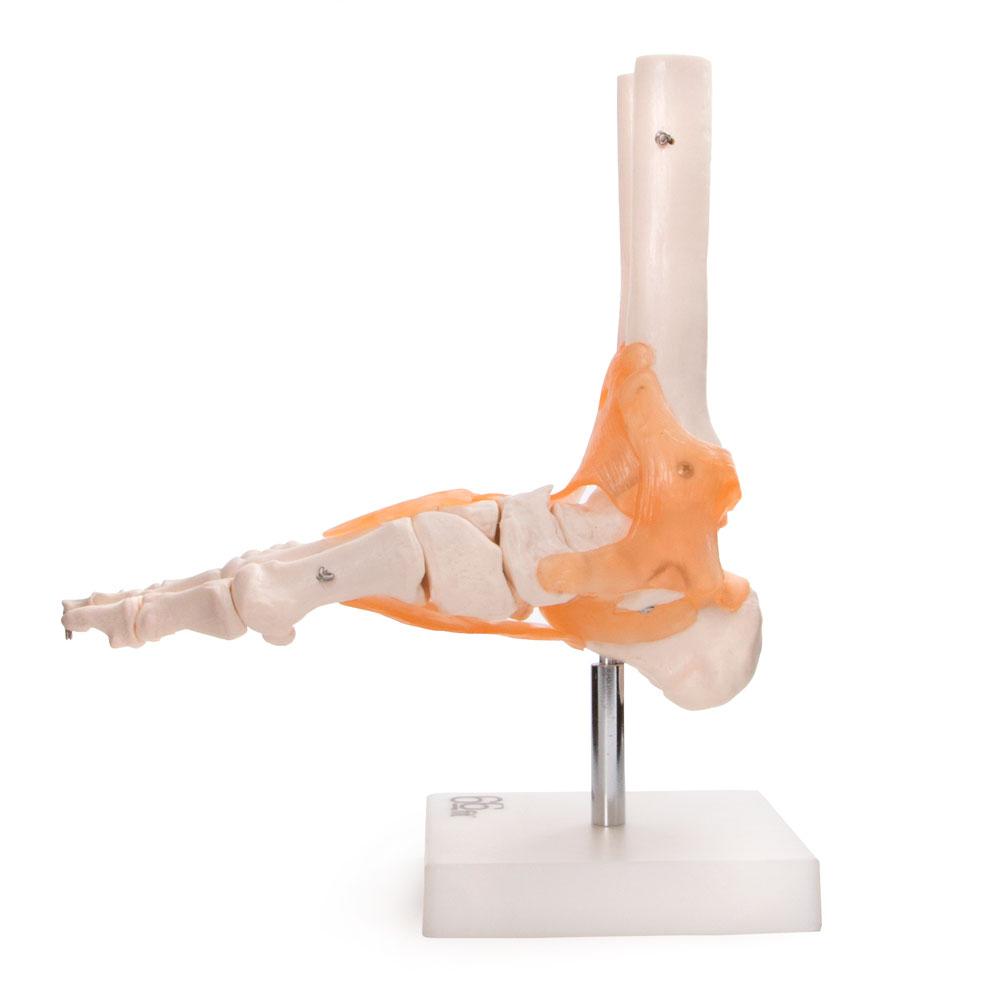 66fit Life-Size Foot Joint Model with Flexible Ligaments – Washable PVC