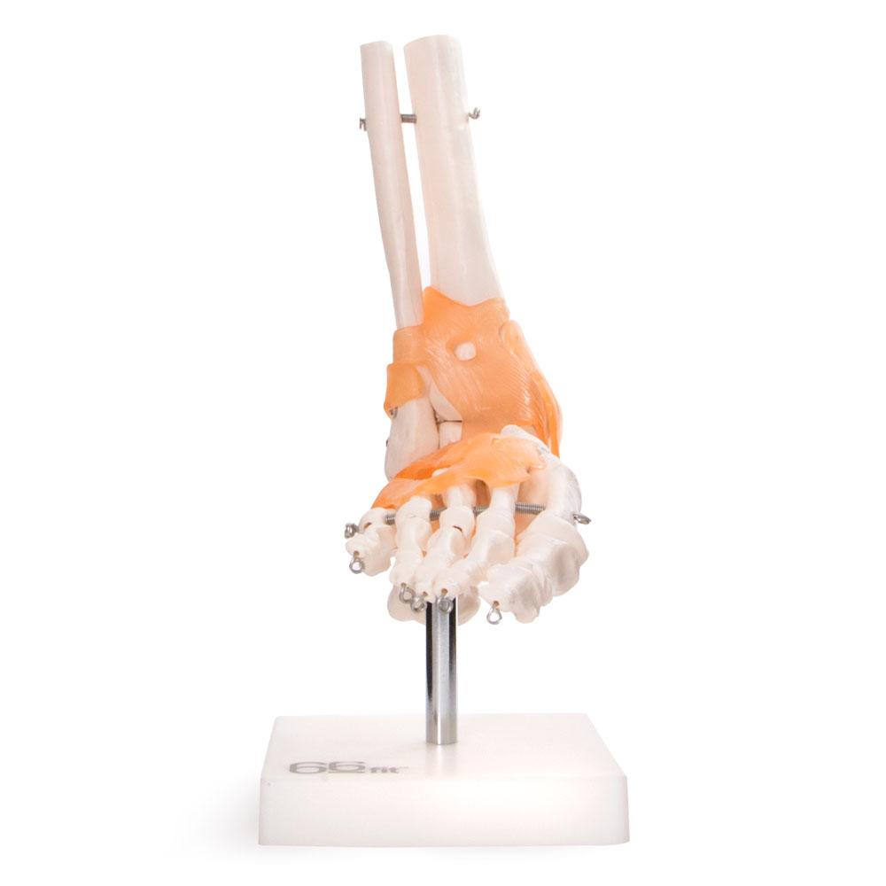 66fit Life-Size Foot Joint Model with Flexible Ligaments – Washable PVC