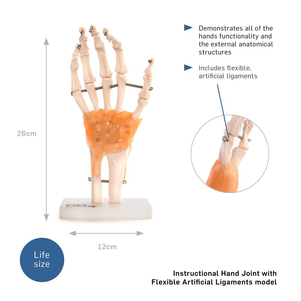 66fit Anatomical Human Hand Joint Model with Flexible Ligaments
