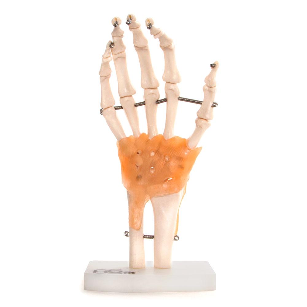 66fit Anatomical Human Hand Joint Model with Flexible Ligaments