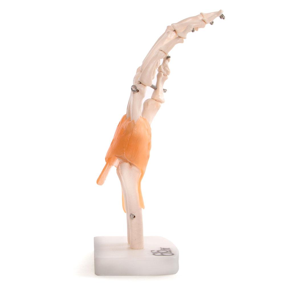 66fit Anatomical Human Hand Joint Model with Flexible Ligaments