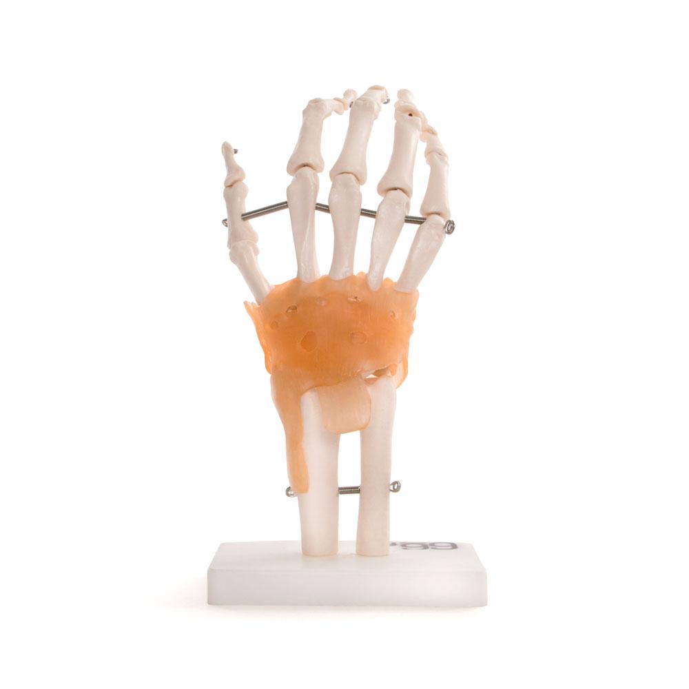 66fit Anatomical Human Hand Joint Model with Flexible Ligaments