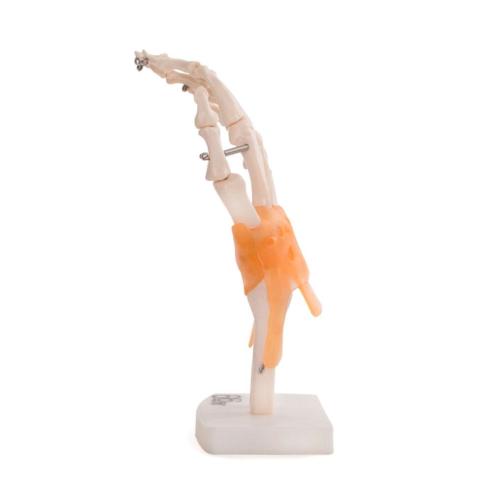 66fit Anatomical Human Hand Joint Model with Flexible Ligaments