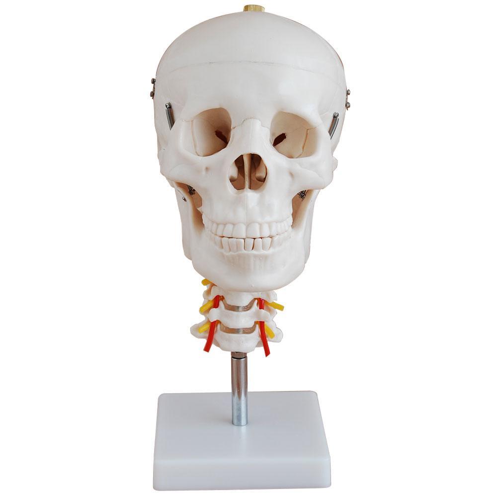 Skull with Cervical Spine Anatomical Model