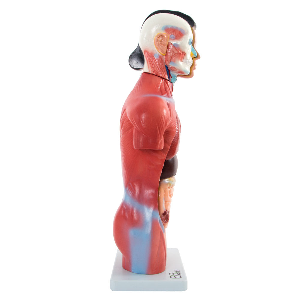 Female Torso Anatomical Model with 15 Parts - 42cm