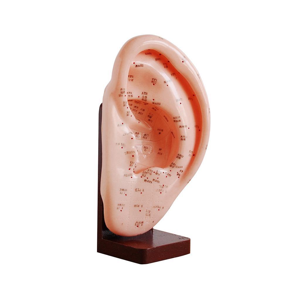 66fit Ear Acupuncture Model — 22 cm (PVC Training Model)