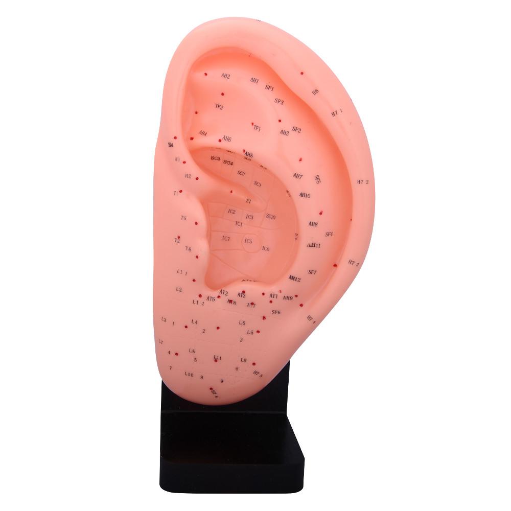66fit Ear Acupuncture Model — 22 cm (PVC Training Model)