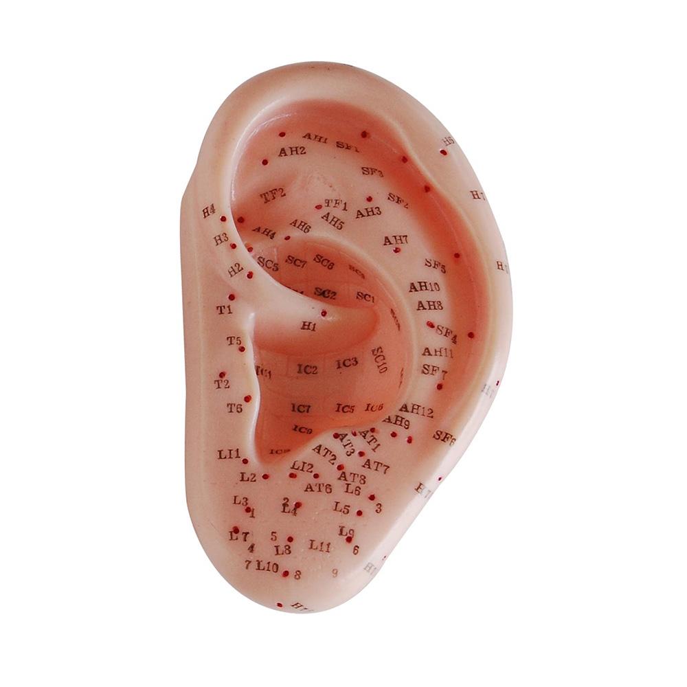 66FIT Ear Acupuncture Model — 13 cm (Washable PVC)
