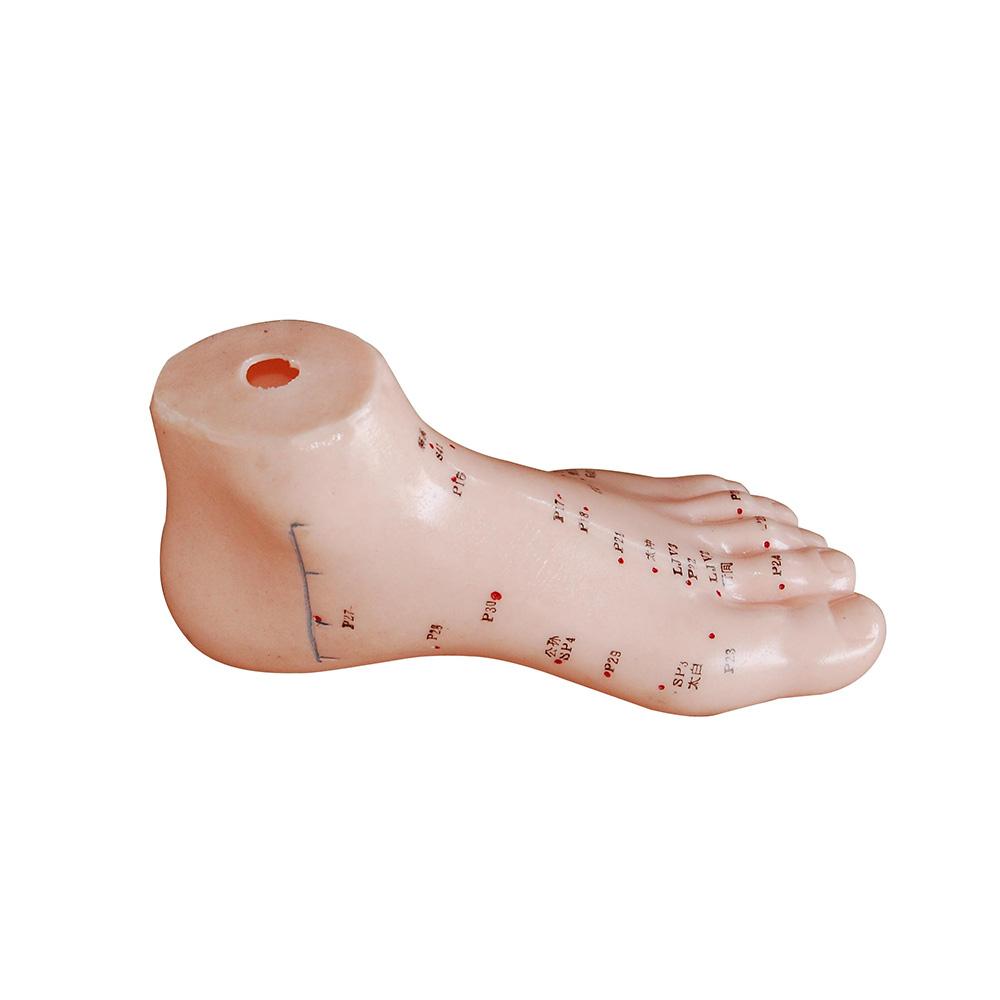 66fit Foot Acupuncture Model — PVC Reflexology Teaching Aid (16cm)