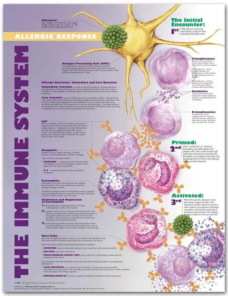 Anatomical chart - Immune System - Allergic Response