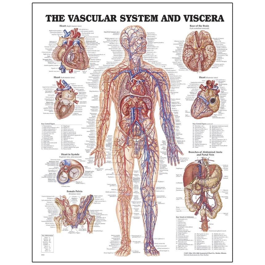 Anatomical Chart Company Anatomical Chart Anatomical chart - Vascular System