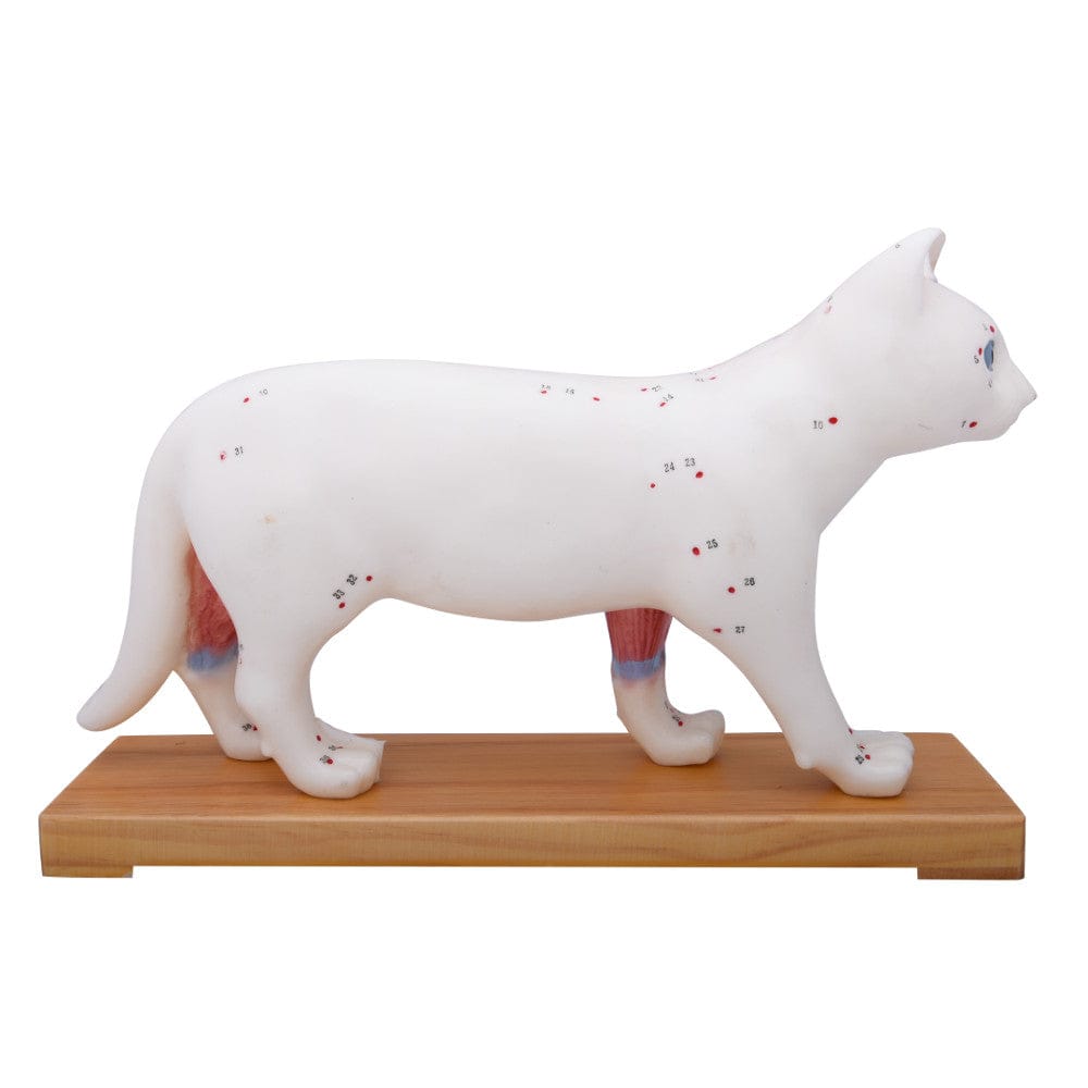 Cat Acupuncture Model for Veterinary Reference