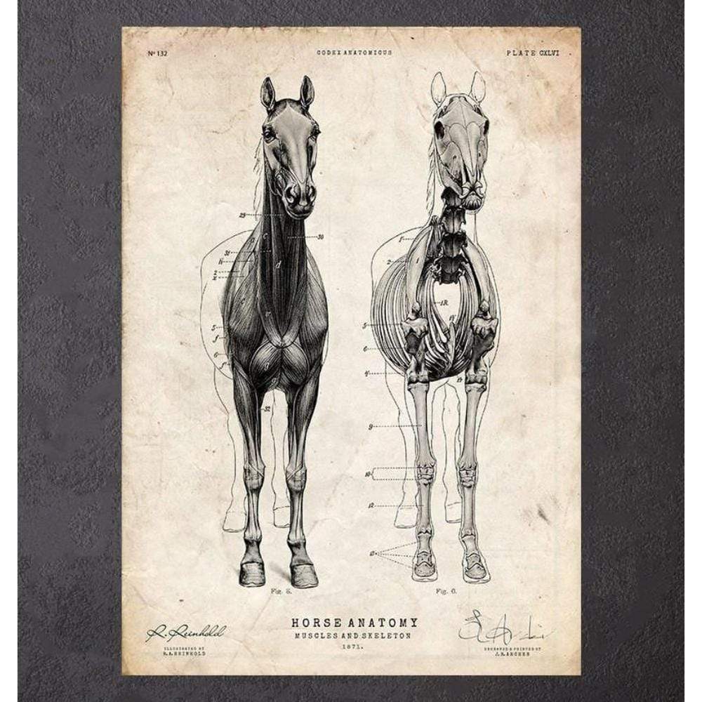 Codex Anatomicus Anatomical Print A5 Size (14.8 x 21 cm) Horse Anatomy III
