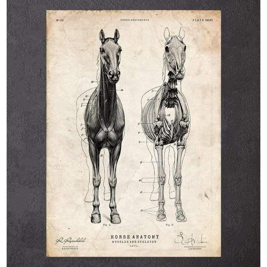 Codex Anatomicus Anatomical Print A5 Size (14.8 x 21 cm) Horse Anatomy III