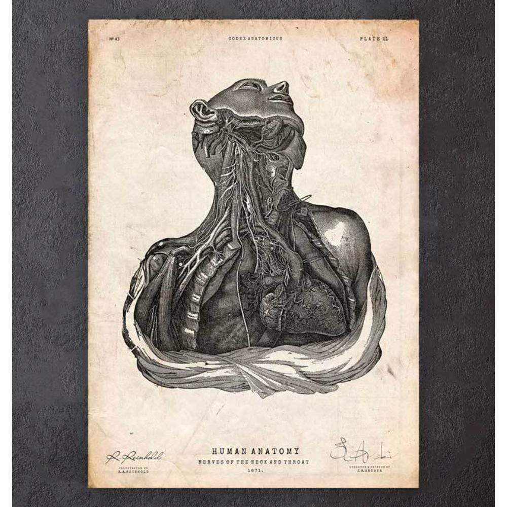 Codex Anatomicus Anatomical Print A5 Size (14.8 x 21 cm) Neck And Throat Anatomy Print
