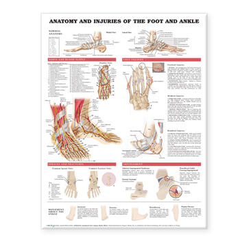 Anatomy and Injuries of the Foot & Ankle — Illustrated Guide