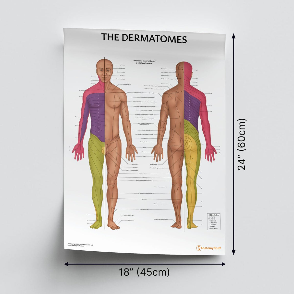 Dermatomes Anatomical Chart (Laminated) 1