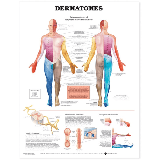 Dermatomes Anatomical Chart Illustrating Nerve Innervation 1