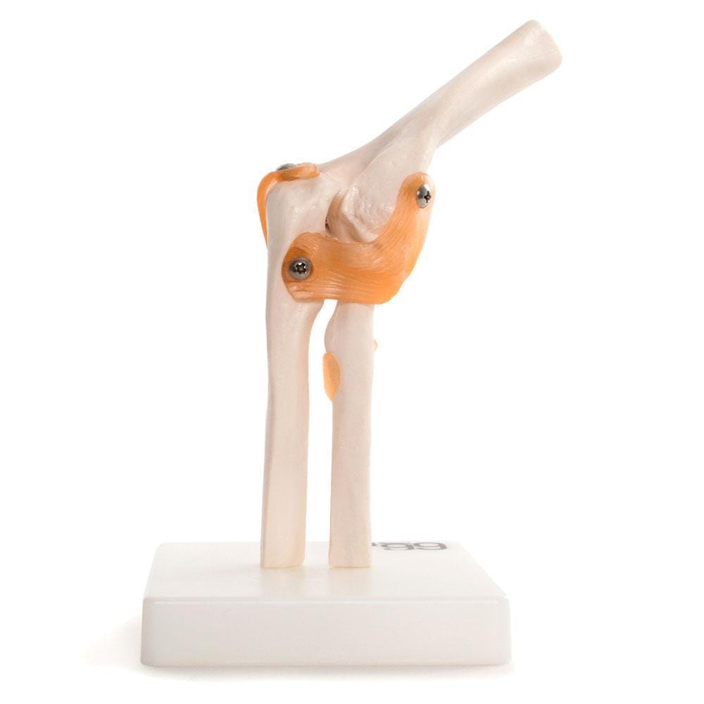 Elbow Joint Anatomical Model for Educational Use