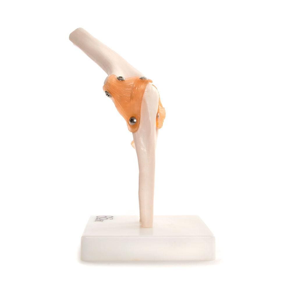 Elbow Joint Anatomical Model for Educational Use
