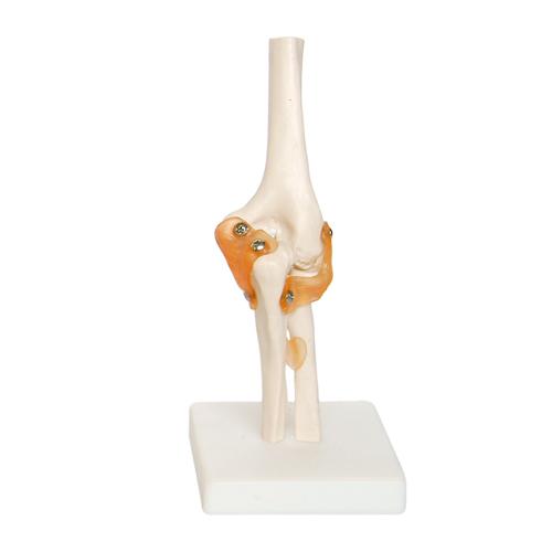 Elbow Joint Anatomical Model for Educational Use