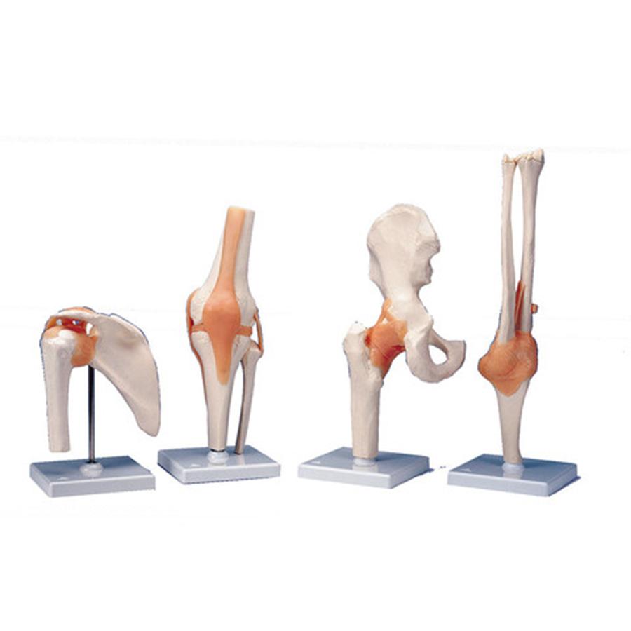 Shoulder Joint Model — Functional, Life-Size Anatomical Replica