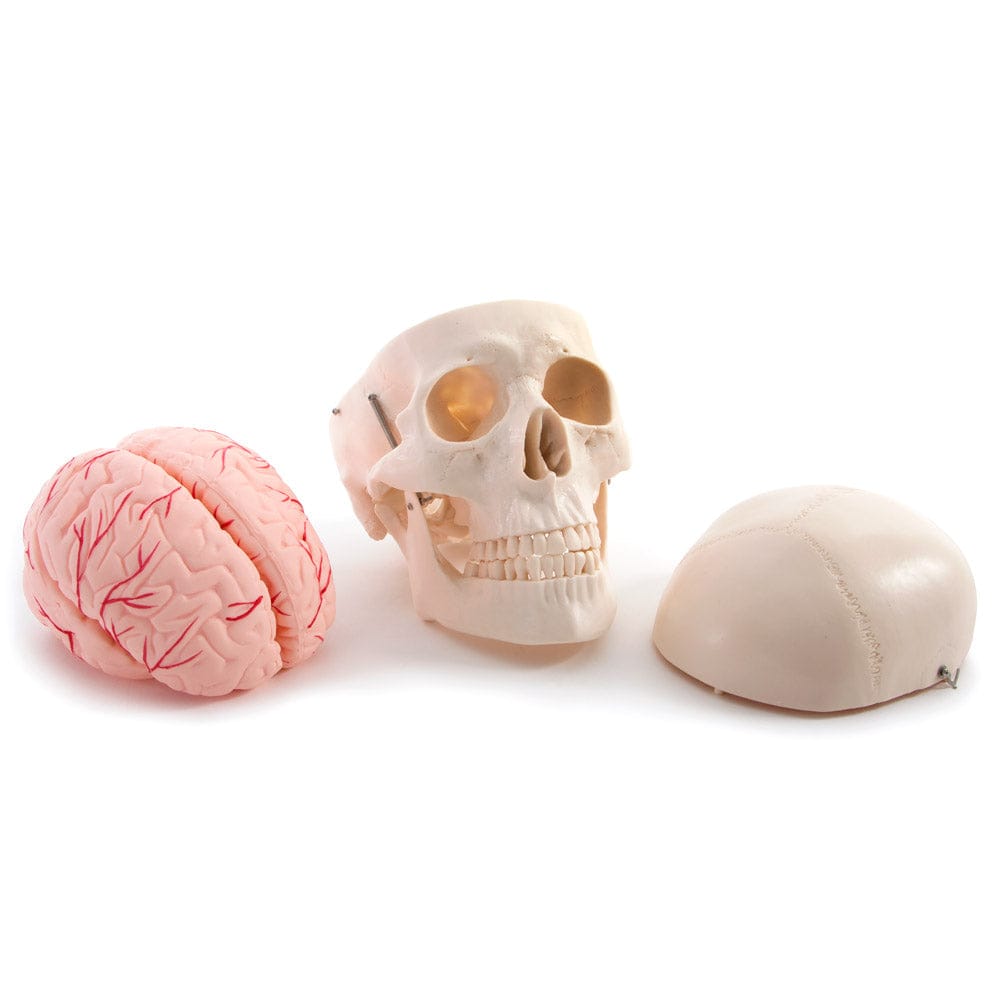 Life Size Human Skull with 8 Part Brain Anatomical Model
