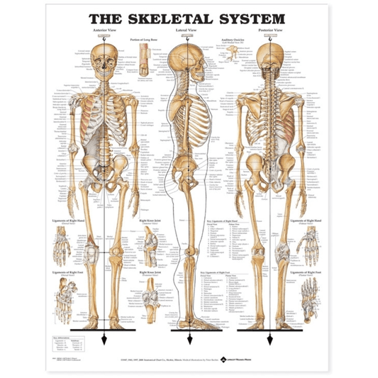 Anatomical Chart Company Anatomical Charts The Skeletal System Anatomical Chart