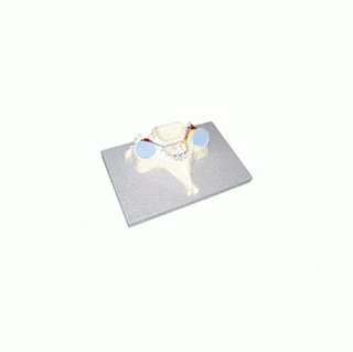 Anatomical model 5th Cervical Vertebrae