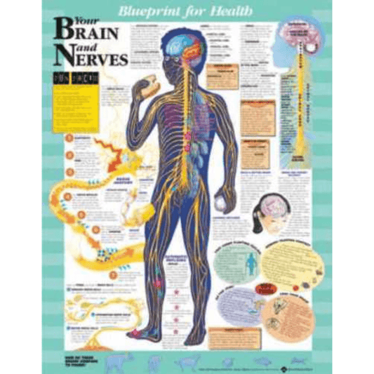 Anatomical Chart Company Anatomical Charts Blueprint for Health Your Brain and Nerves Chart