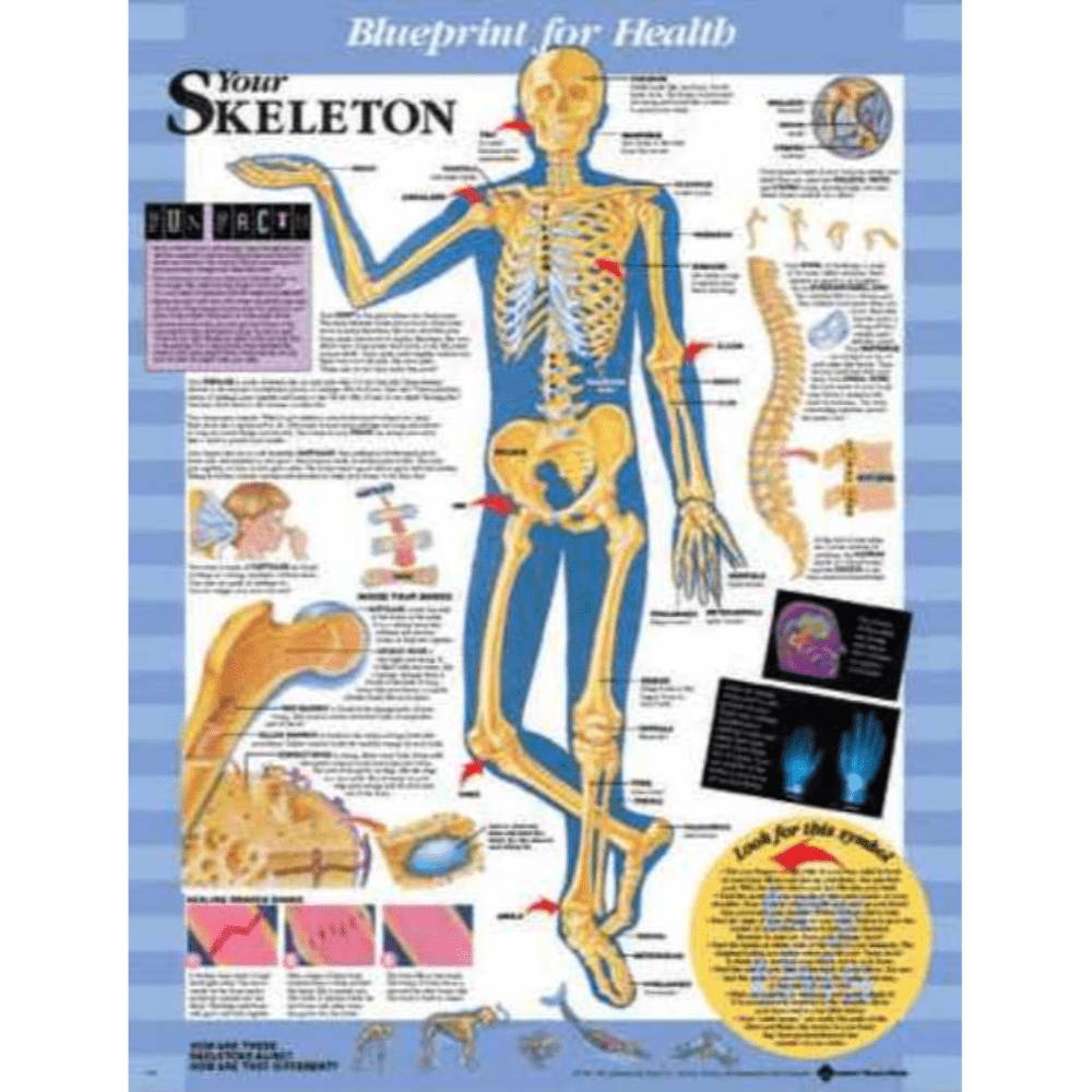 Blueprint for Health Your Skeleton Chart – Medshop Australia