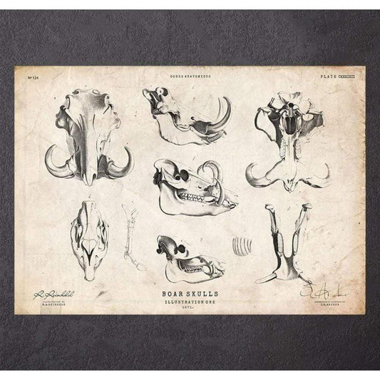 Codex Anatomicus Anatomical Print A5 Size (14.8 x 21 cm) Boar Anatomy