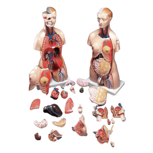 Anatomical Chart Company Anatomical Model Budget Functional Francis Torso