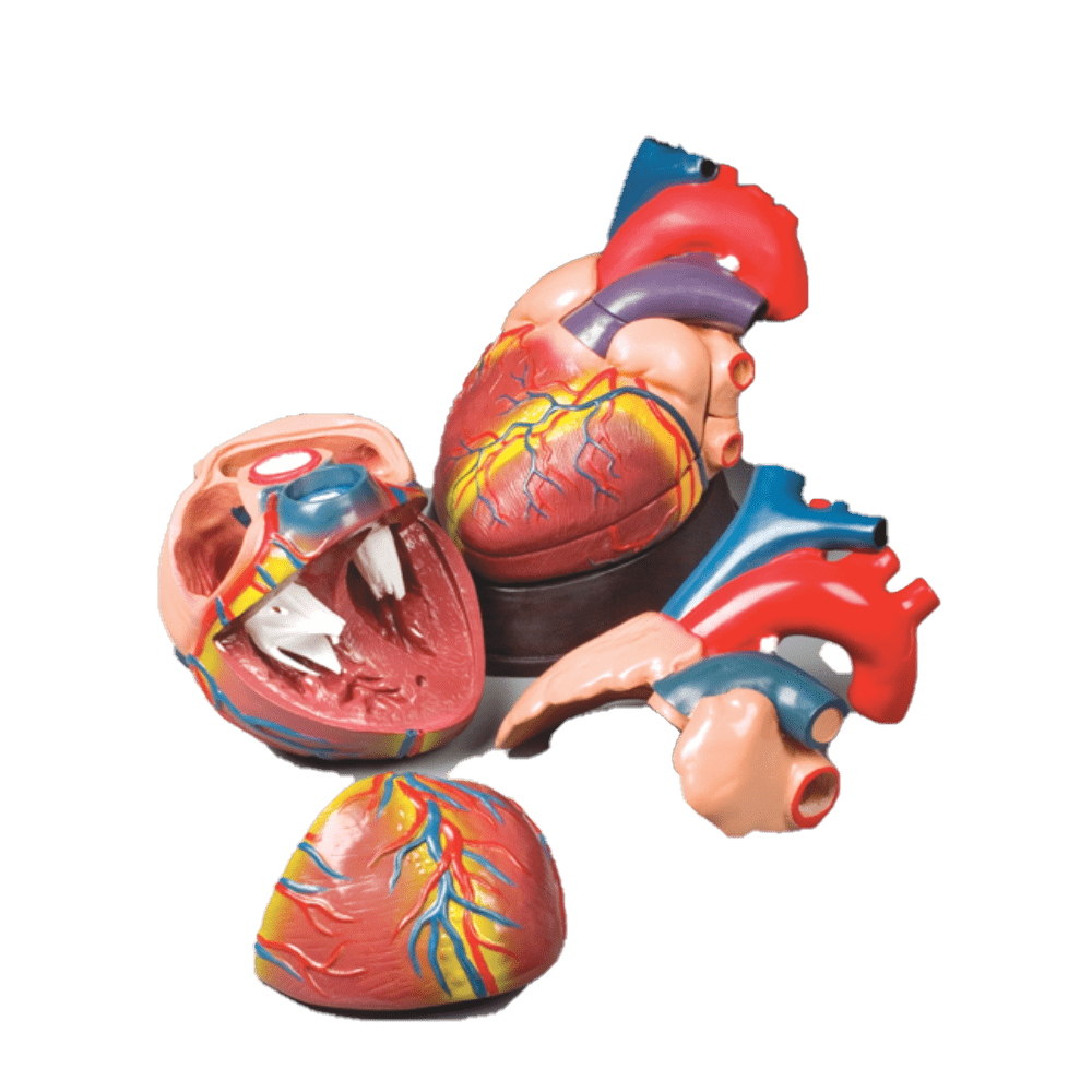Budget Jumbo Heart Model