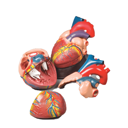 Budget Jumbo Heart Model