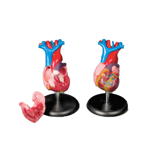 Budget Life size Heart Model